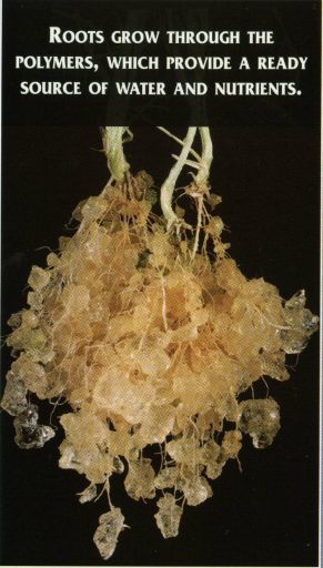 AgSAP Crystals on root of plant