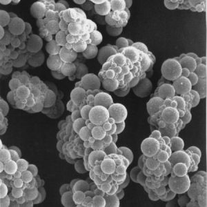 Scanning Electron Micrograph